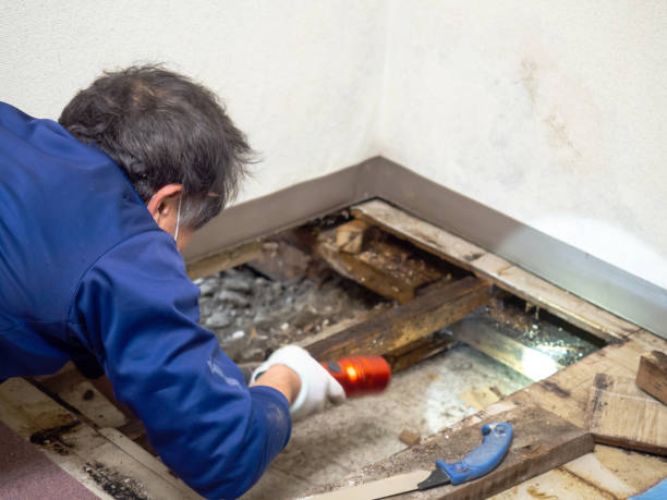 Professional Mold Remediation in Grandview, MO