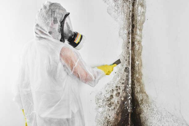 Best Commercial Mold Remediation in Grandview, MO