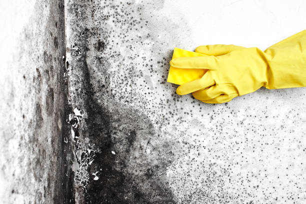 Best DIY Mold Remediation Support Services in Grandview, MO