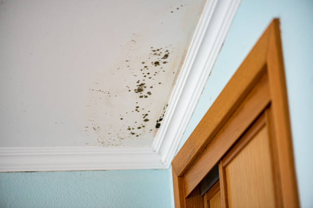 Best Attic Mold Remediation in Grandview, MO