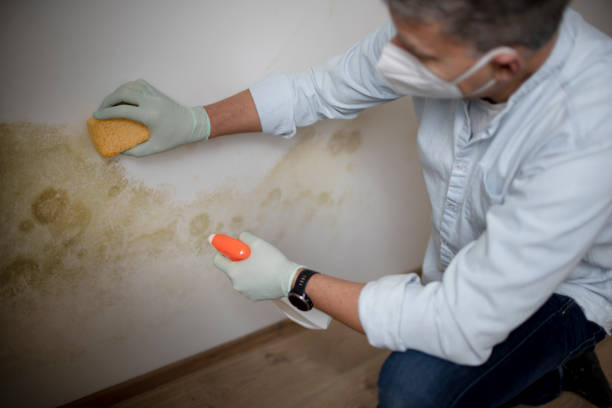 Best Residential Mold Remediation in Grandview, MO