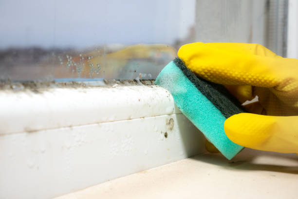 Best DIY Mold Remediation Support Services in Grandview, MO