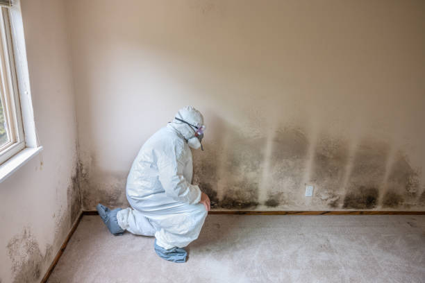 Best Bathroom Mold Remediation in Grandview, MO