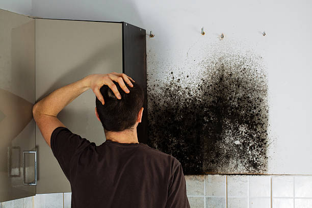 Best Industrial Mold Remediation in Grandview, MO